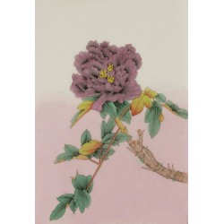 Peony - CNAG006461