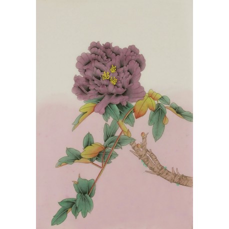 Peony - CNAG006461