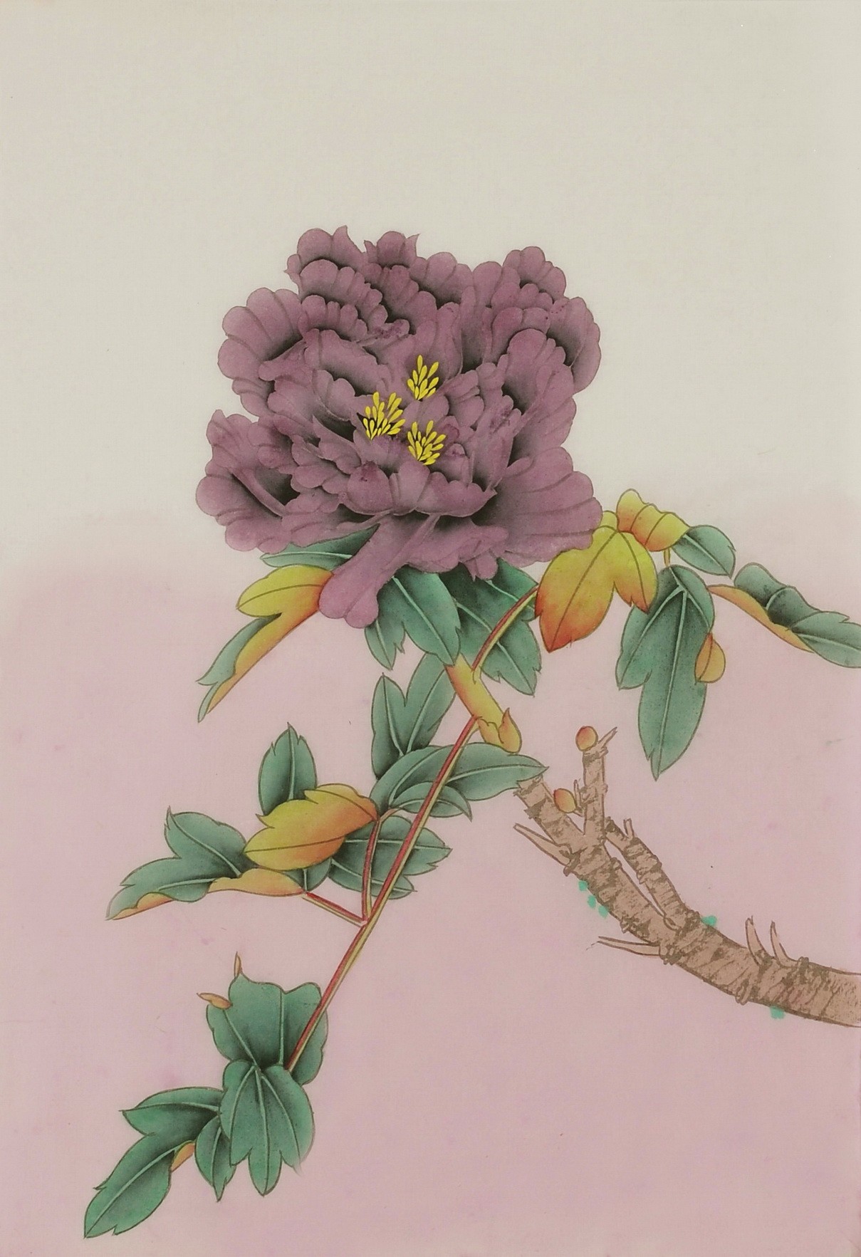 Peony - CNAG006461