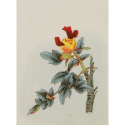 Peony - CNAG006462