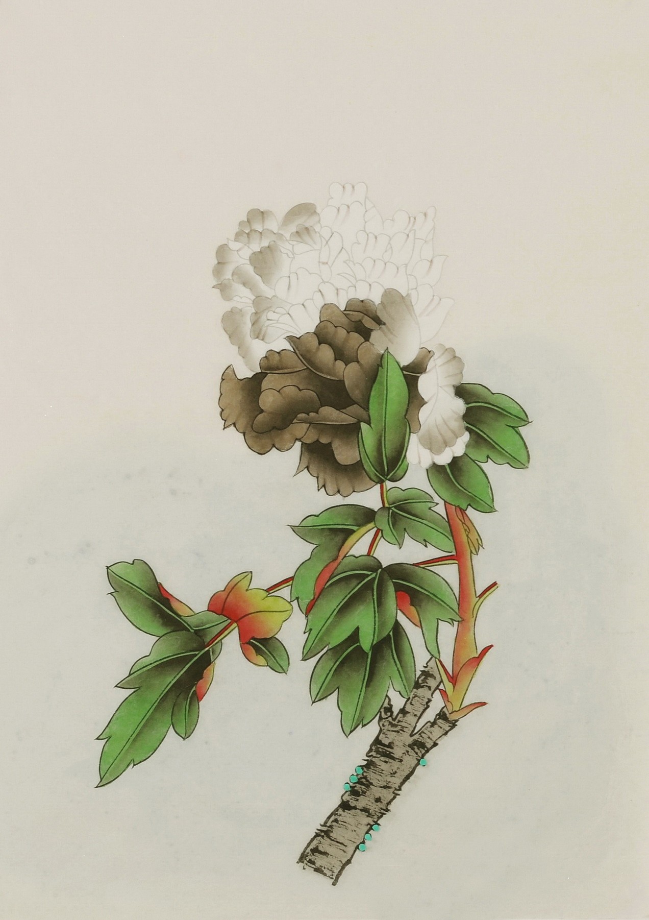 Peony - CNAG006463