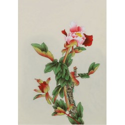 Peony - CNAG006464