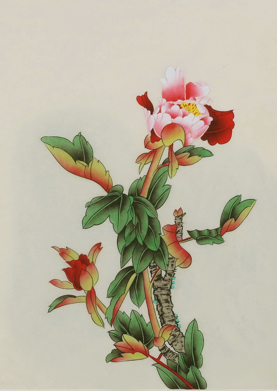 Peony - CNAG006464