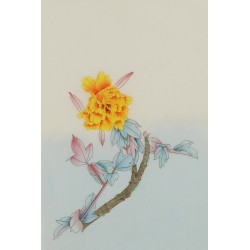 Peony - CNAG006465