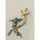 Peony - CNAG006467