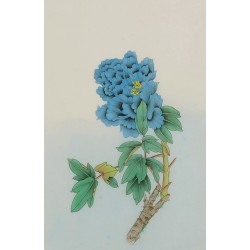 Peony - CNAG006468