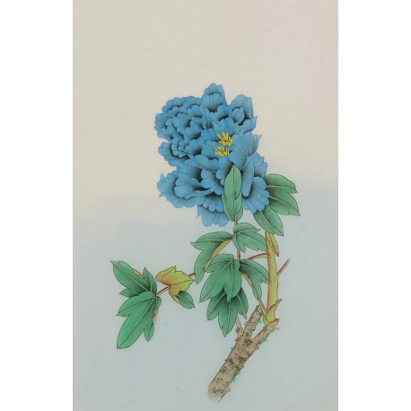 Peony - CNAG006468