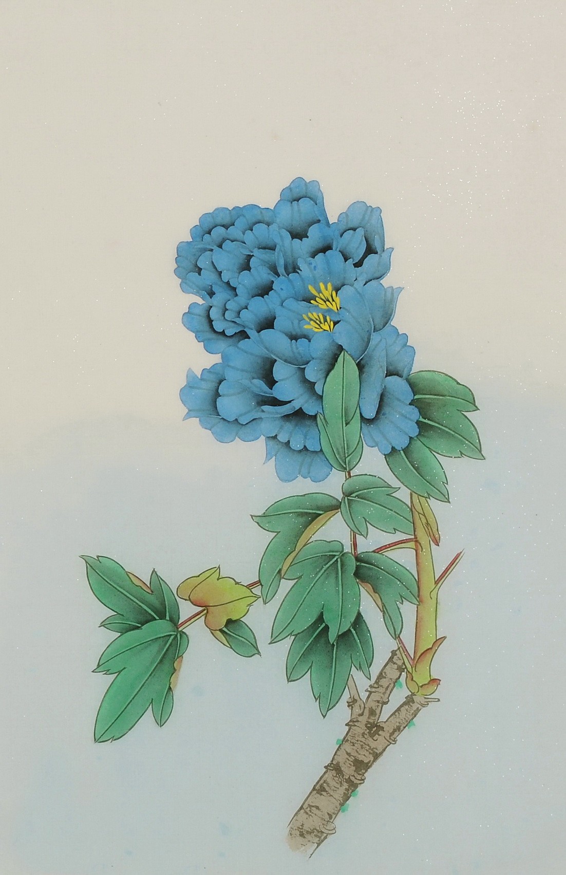 Peony - CNAG006468