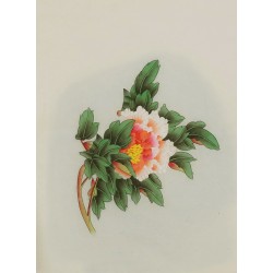 Peony - CNAG006469