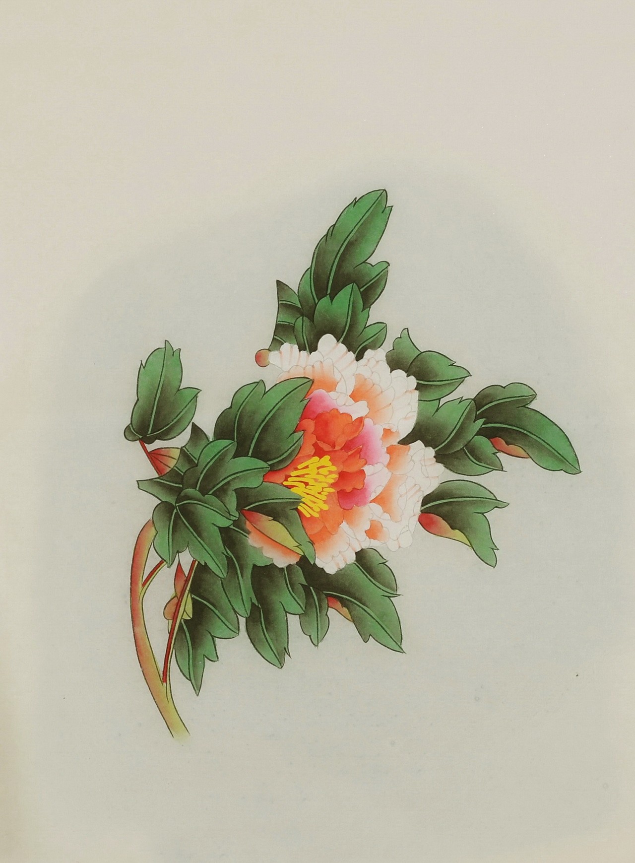 Peony - CNAG006469