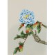 Peony - CNAG006471