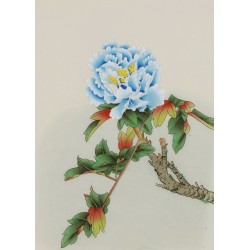 Peony - CNAG006471