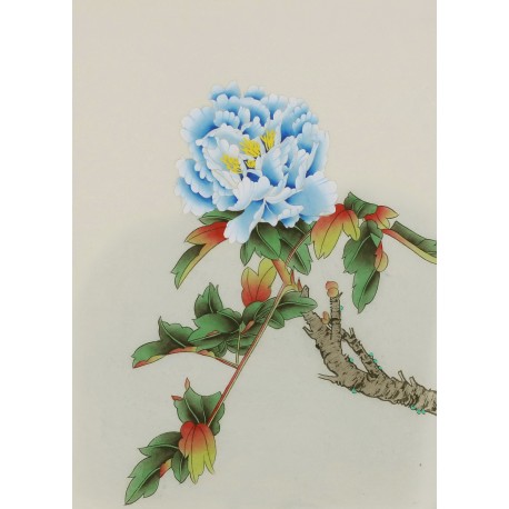 Peony - CNAG006471