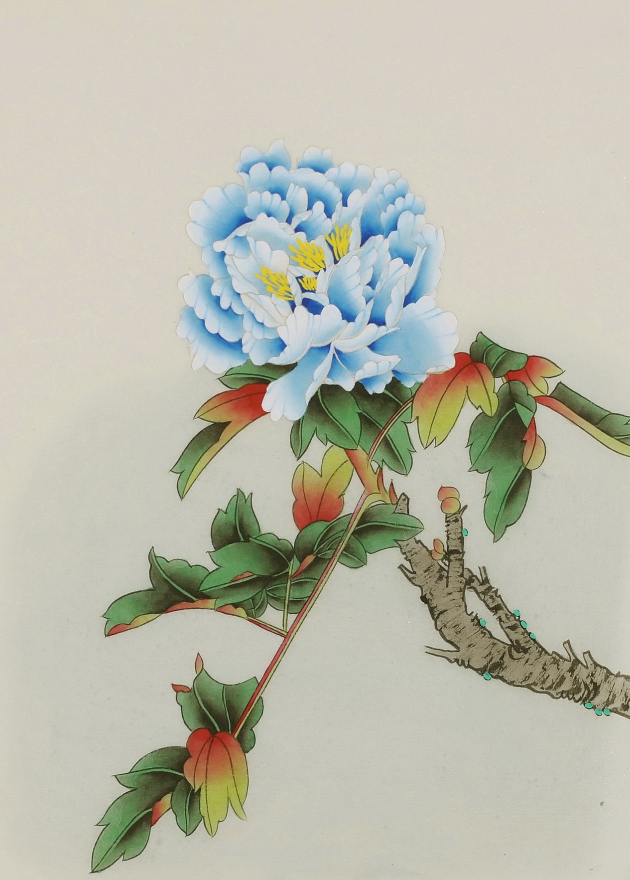Peony - CNAG006471
