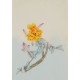 Peony - CNAG006472