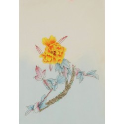 Peony - CNAG006472