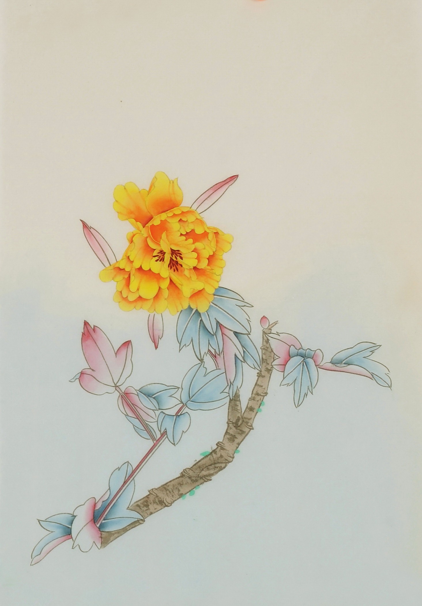 Peony - CNAG006472