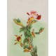 Peony - CNAG006473