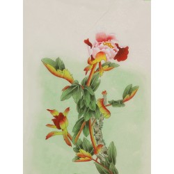 Peony - CNAG006473