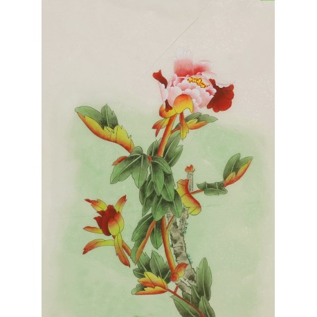 Peony - CNAG006473