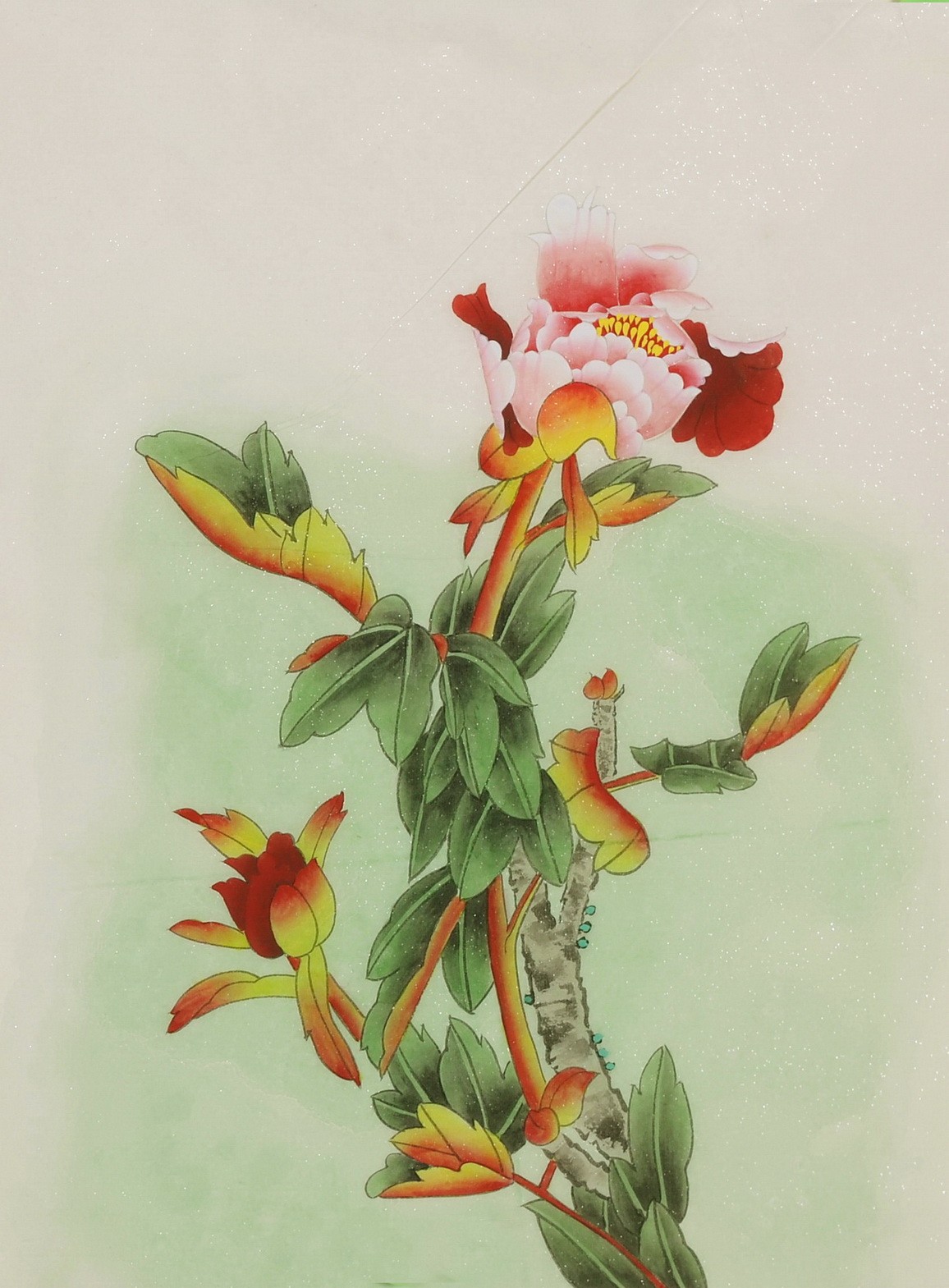 Peony - CNAG006473