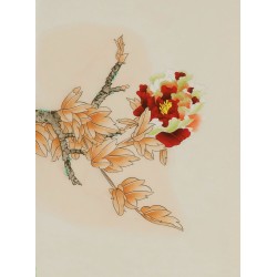 Peony - CNAG006474