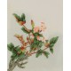 Peony - CNAG006475