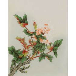 Peony - CNAG006475