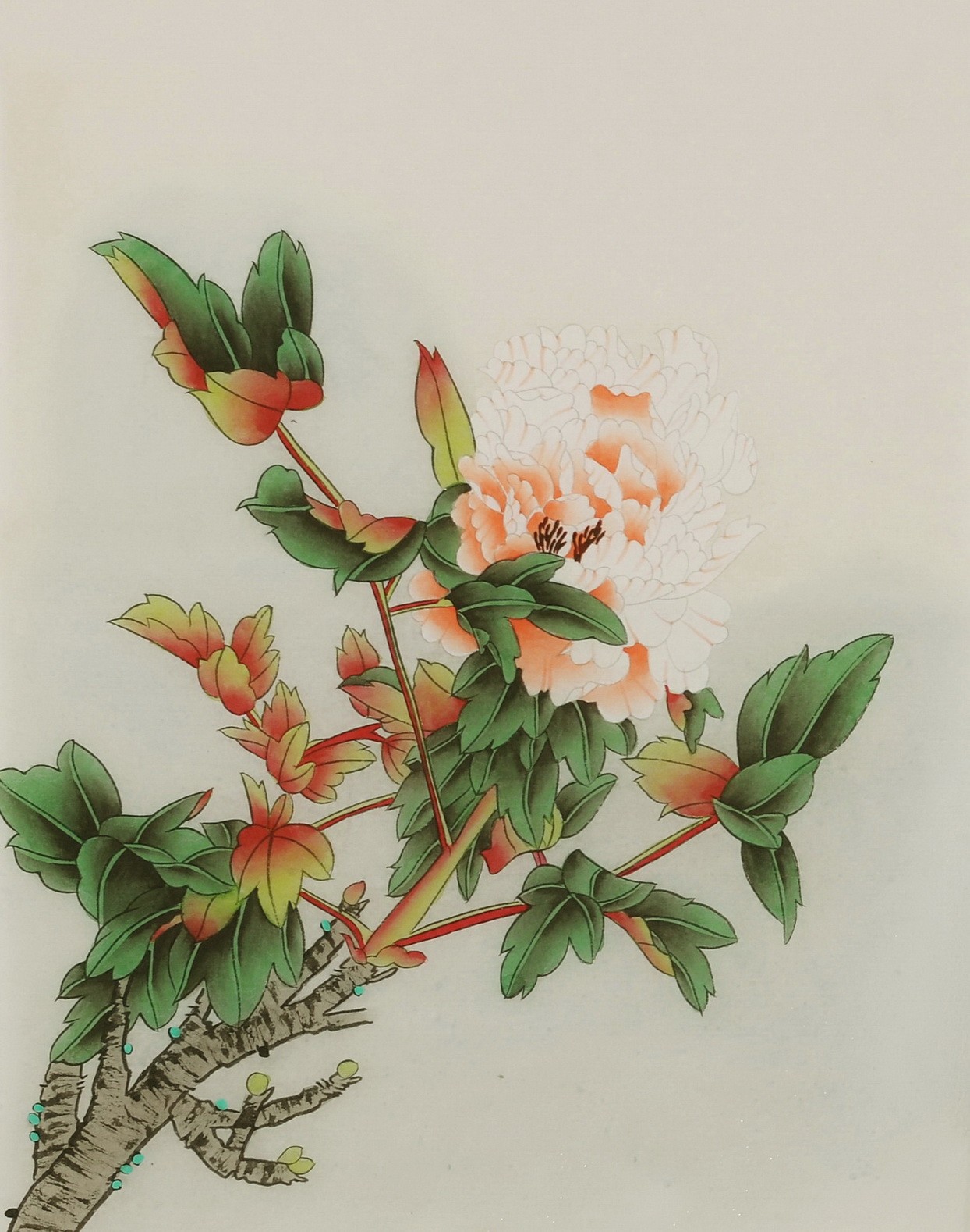 Peony - CNAG006475
