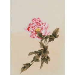 Peony - CNAG006477
