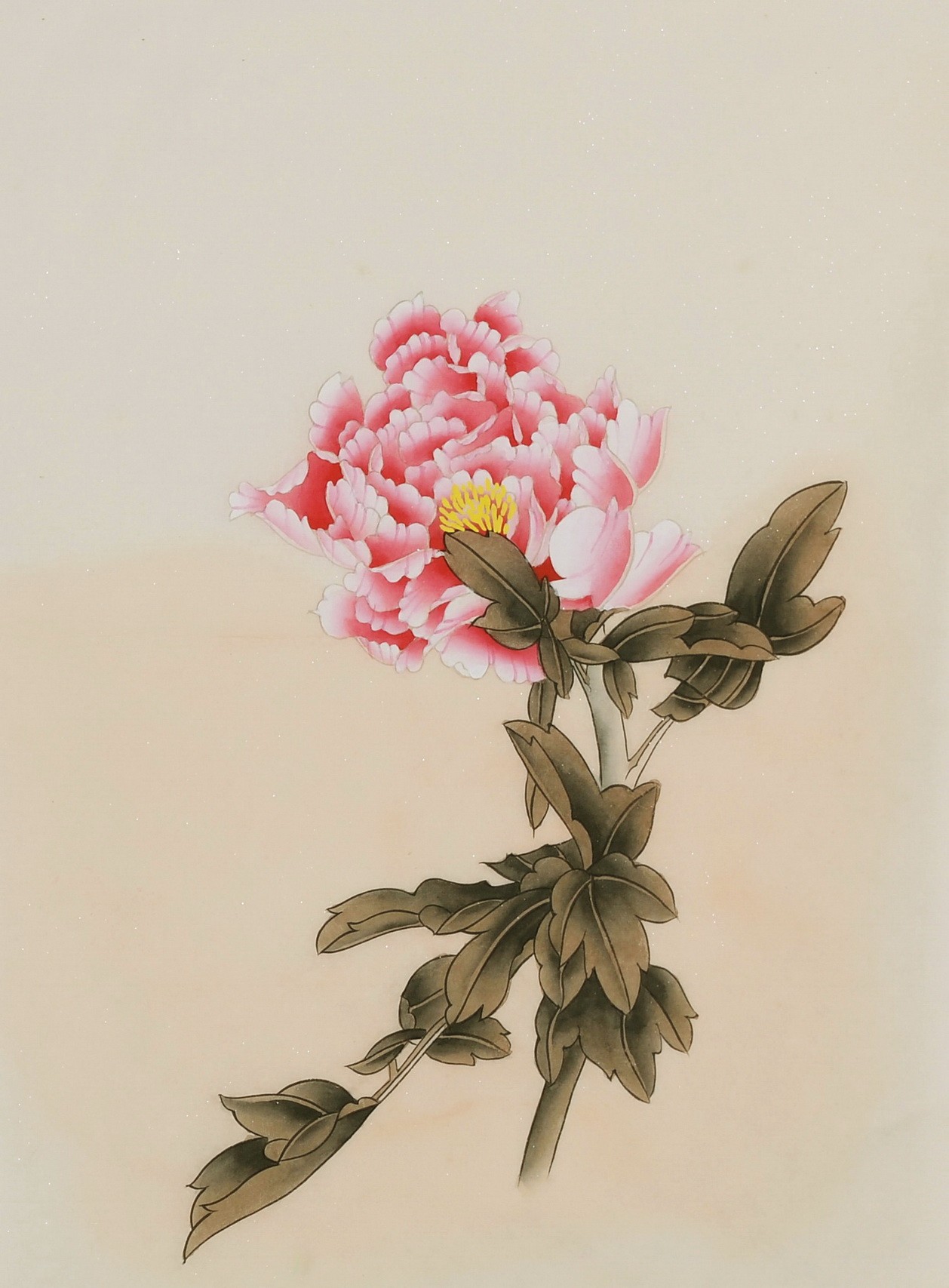 Peony - CNAG006477
