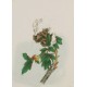 Peony - CNAG006478