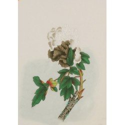 Peony - CNAG006478