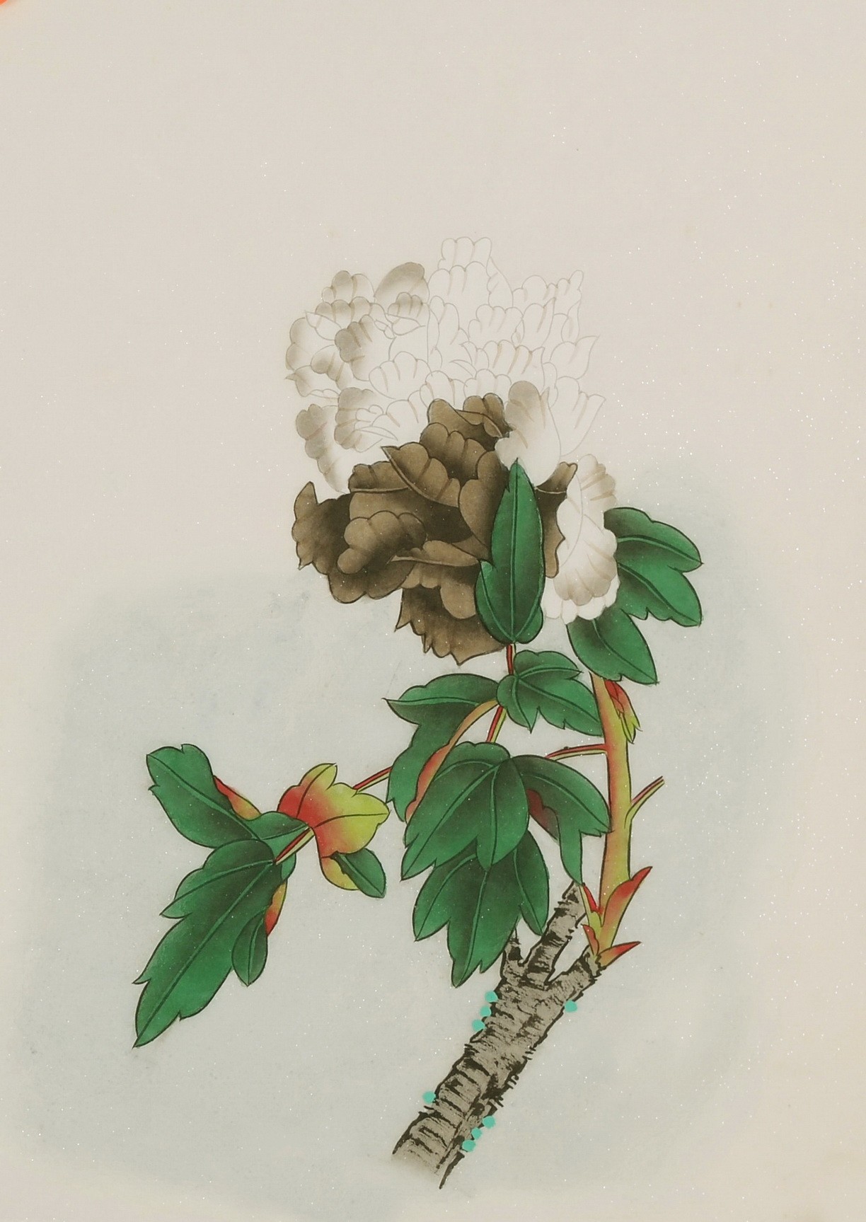 Peony - CNAG006478