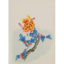 Peony - CNAG006479
