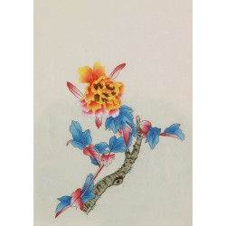 Peony - CNAG006481
