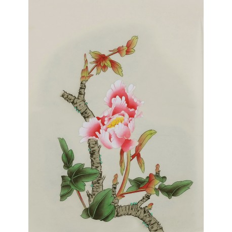 Peony - CNAG006482
