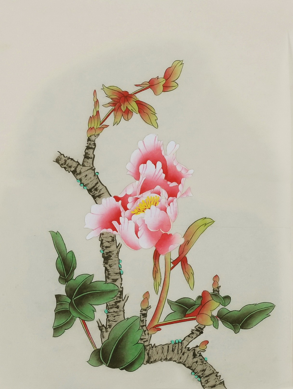 Peony - CNAG006482