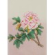 Peony - CNAG006483