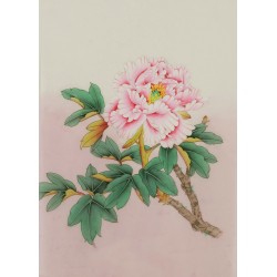 Peony - CNAG006483