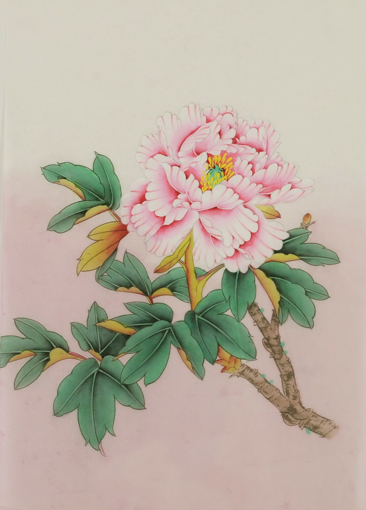 Peony - CNAG006483