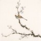 Other Birds - CNAG006489