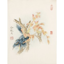Other Birds - CNAG006498