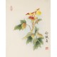 Peony - CNAG006500