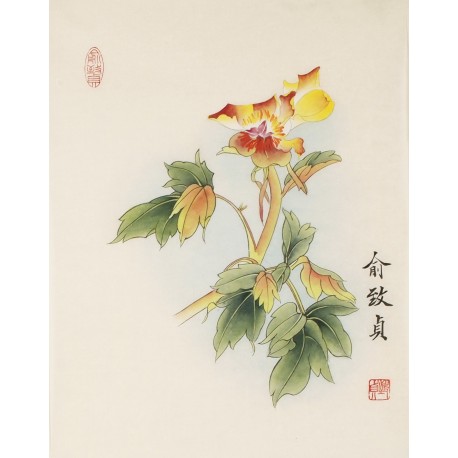 Peony - CNAG006500