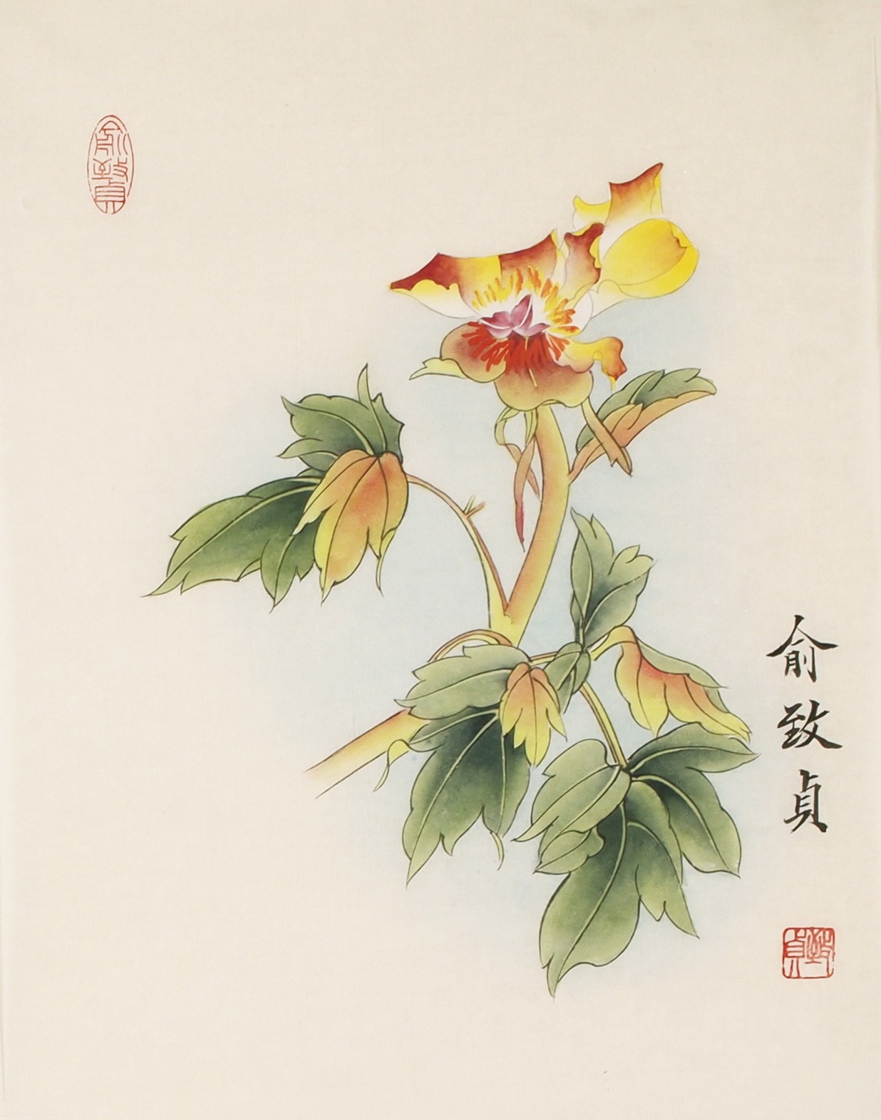 Peony - CNAG006500