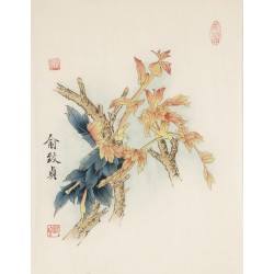 Peony - CNAG006501
