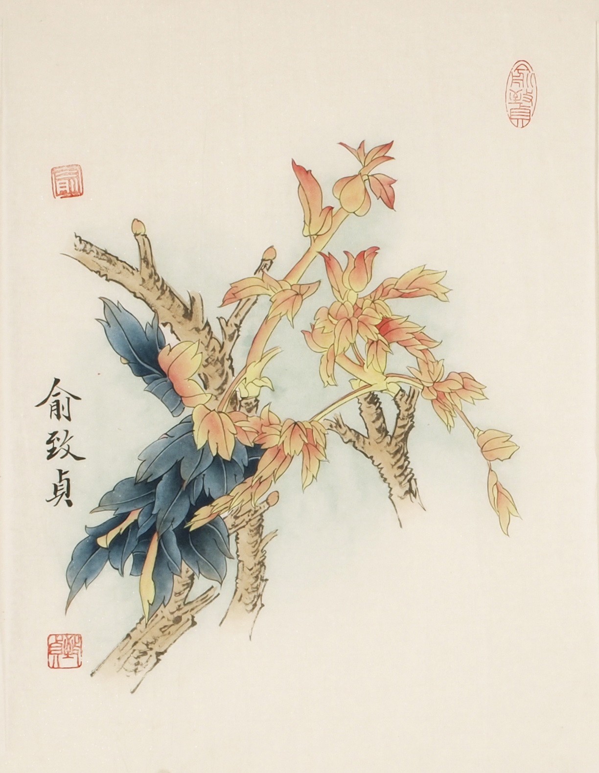 Peony - CNAG006501