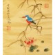 Kingfisher - CNAG006505