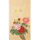 Peony - CNAG000653